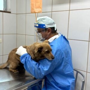 Clínica Veterinária Clinvet Americana