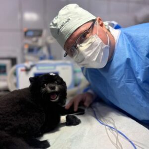 Veterinário para gatos em Americana