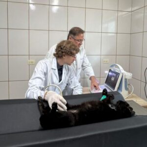 Ultrassonografia Veterinária em Americana